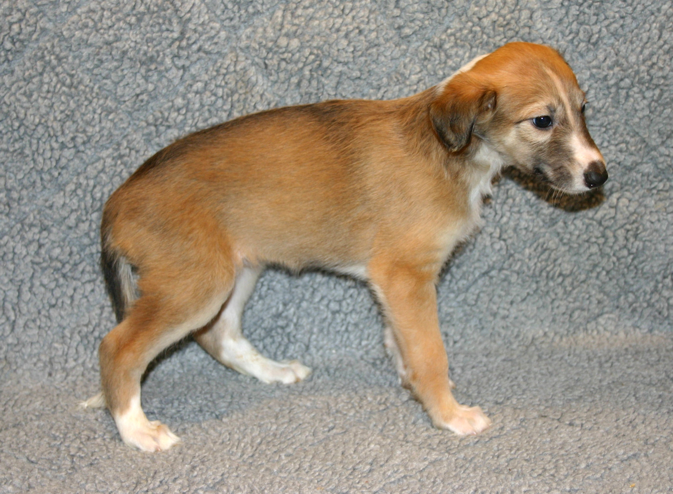 Silken windsprite clearance puppies