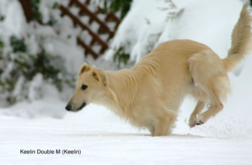 Keelin/Keelin_running_snow.jpg